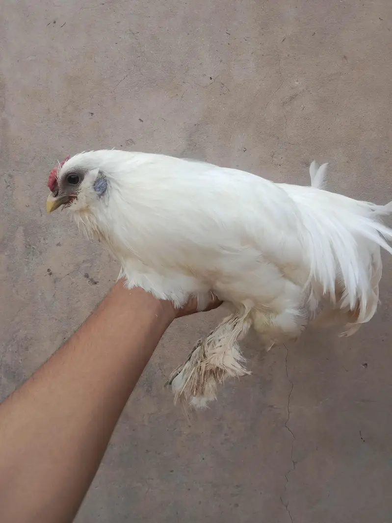 white silkie — photo 3