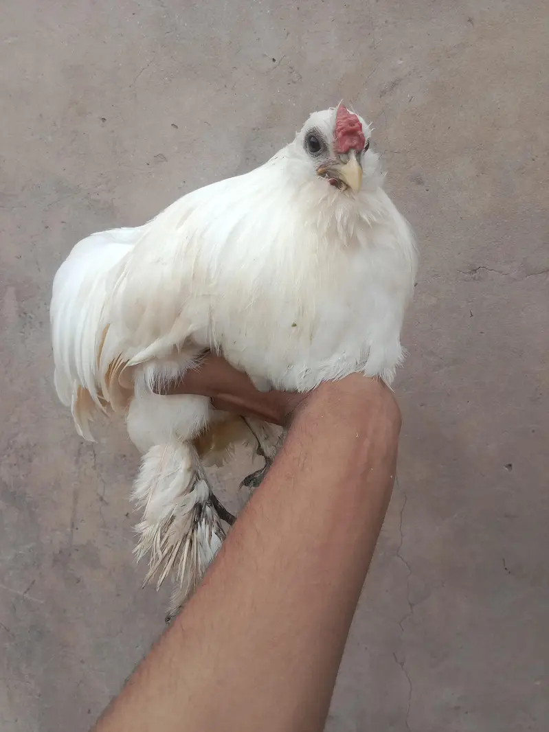 white silkie — photo 4