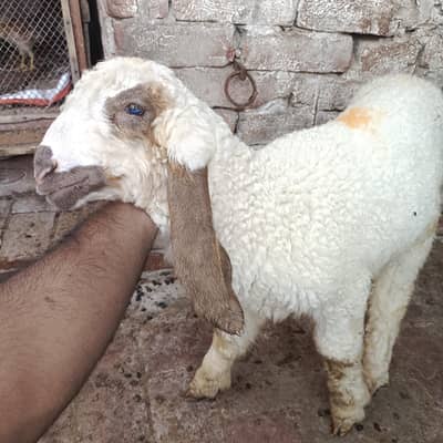 2mah ka white dumba agli qurbani k liye tayyar karein