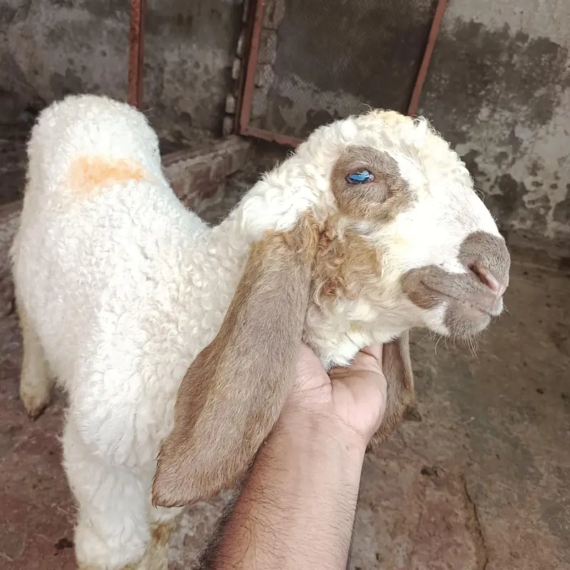 2mah ka white dumba agli qurbani k liye tayyar karein — photo 2
