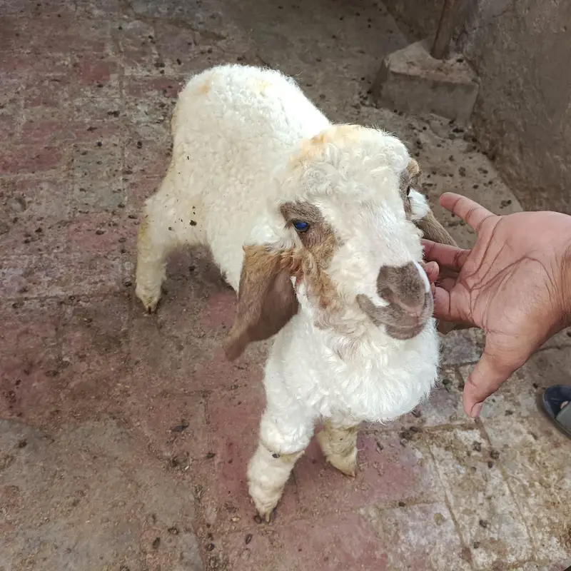 2mah ka white dumba agli qurbani k liye tayyar karein — photo 3