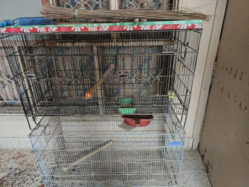 2 cages available for sales — photo 2