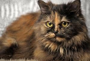 Bella lovely cat