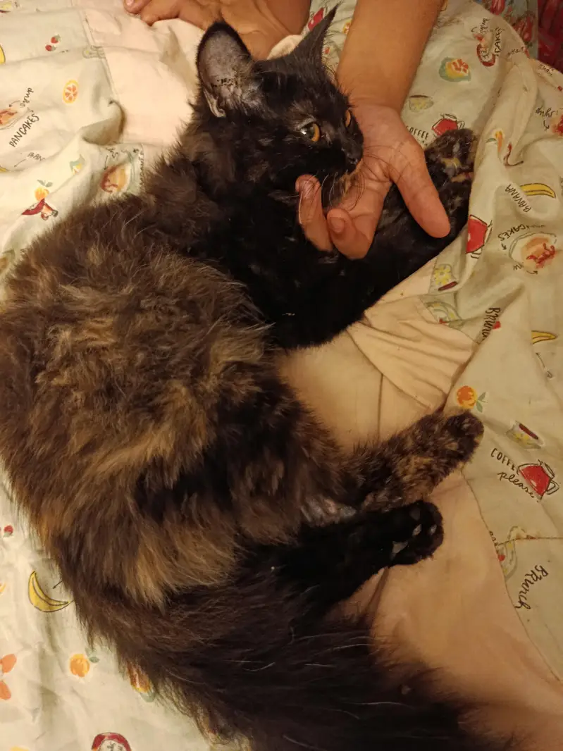 Bella lovely cat — photo 2