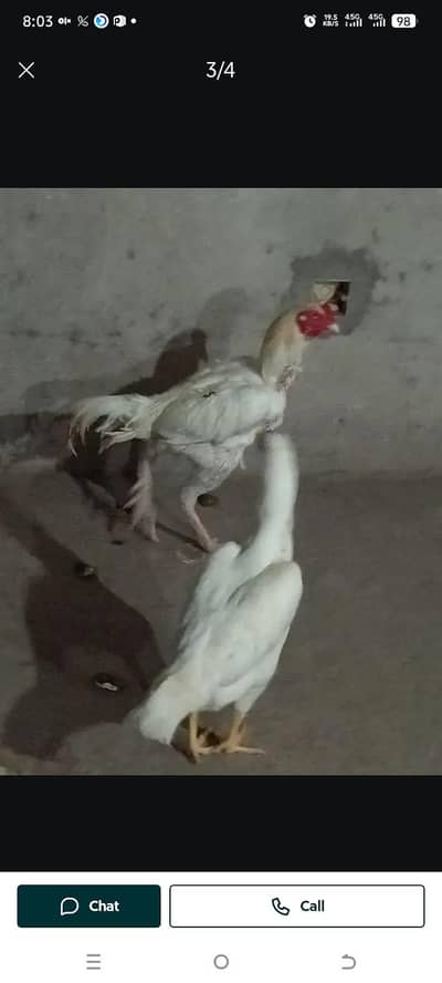 heera breader pair