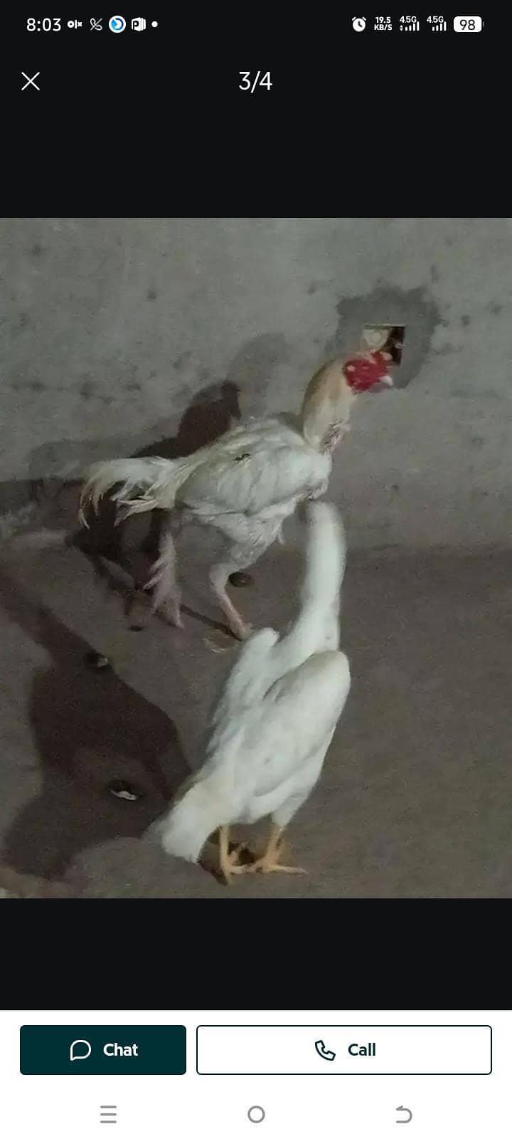 heera breader pair 0