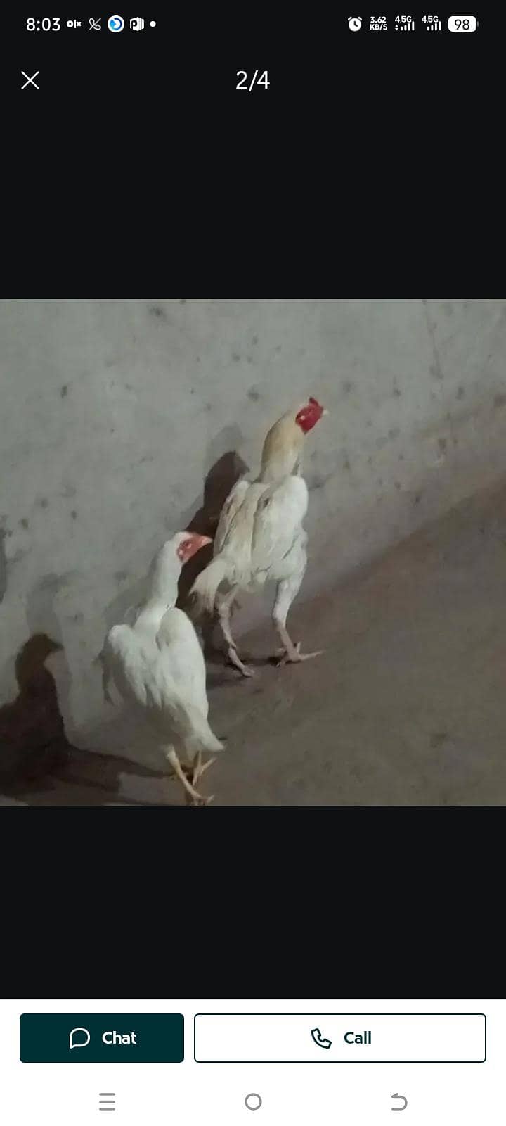 heera breader pair 1