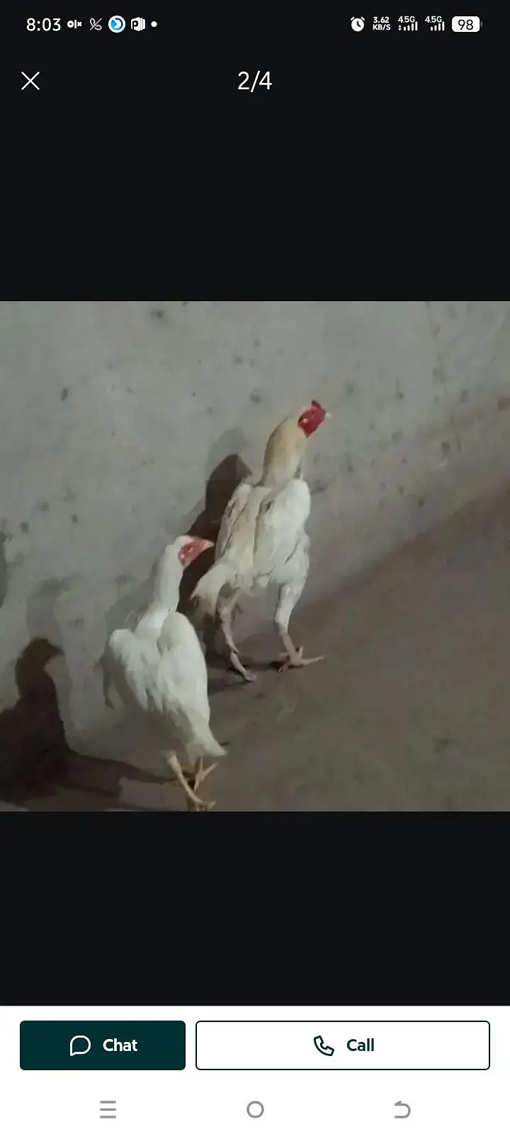 heera breader pair — photo 2