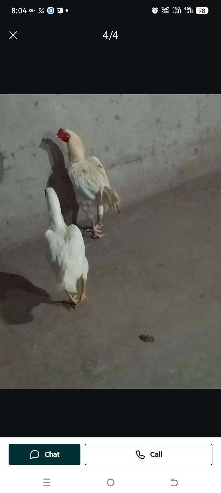 heera breader pair 2
