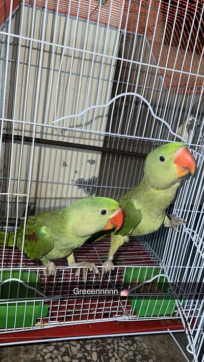 Raw Parrot fours months
