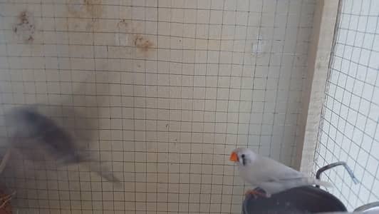 finch