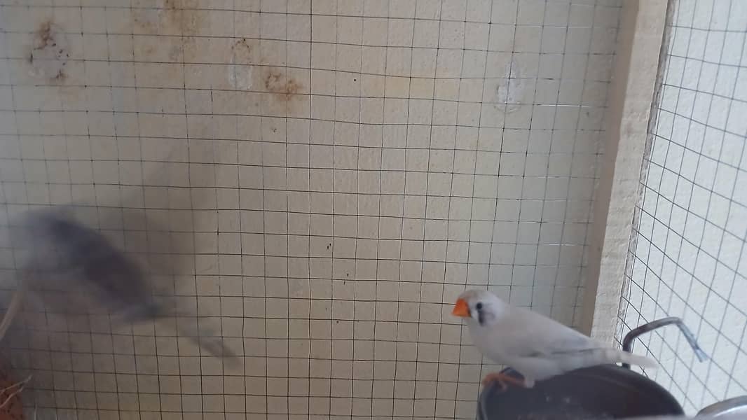 finch 0