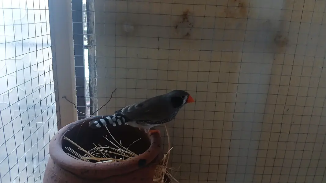 finch — photo 2