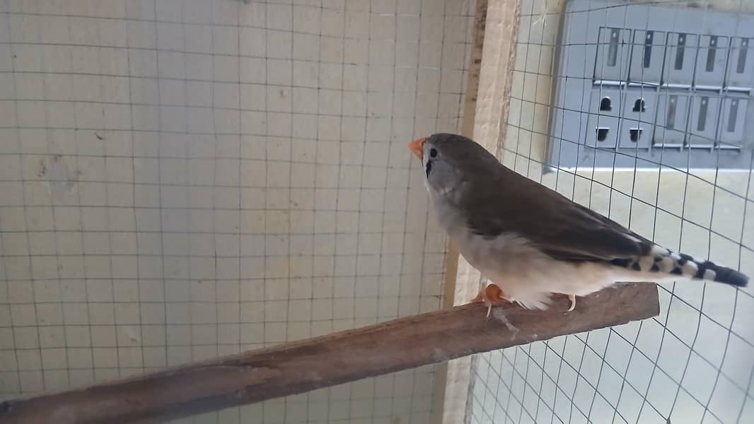 finch 2