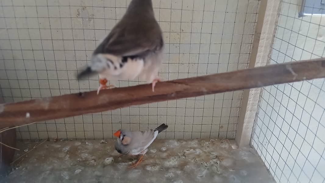 finch 3