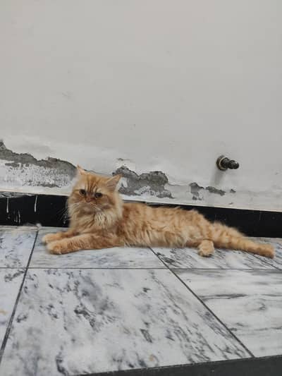 Ginger Male tripple coat