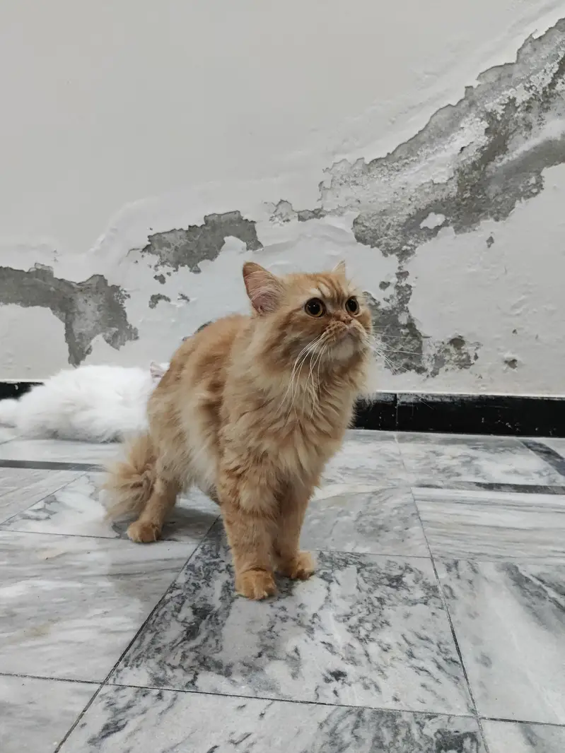 Ginger Male tripple coat — photo 2