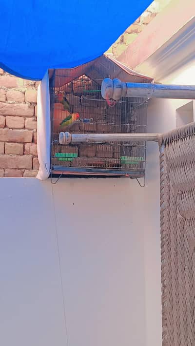 love birds