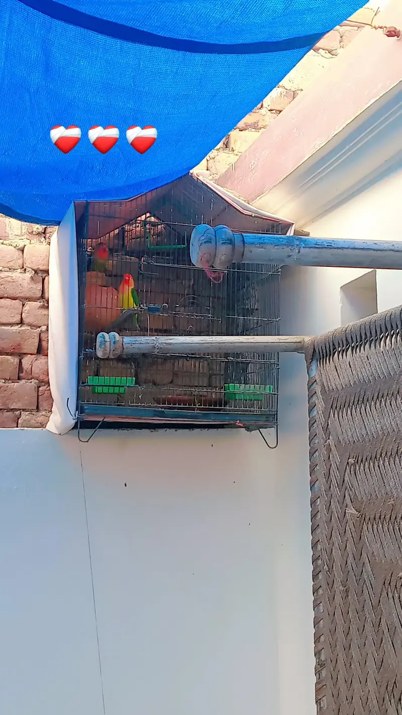 love birds — photo 2