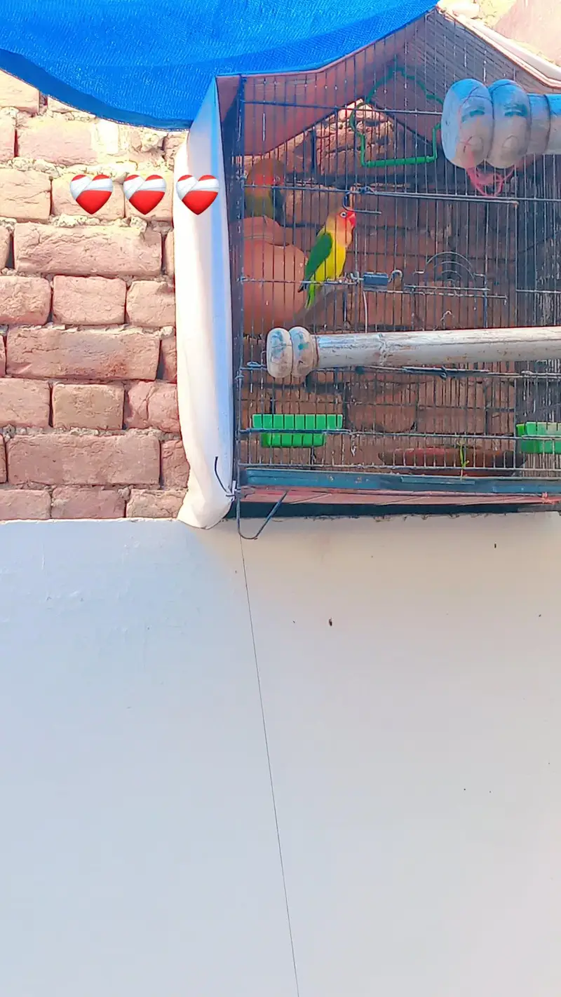 love birds — photo 3