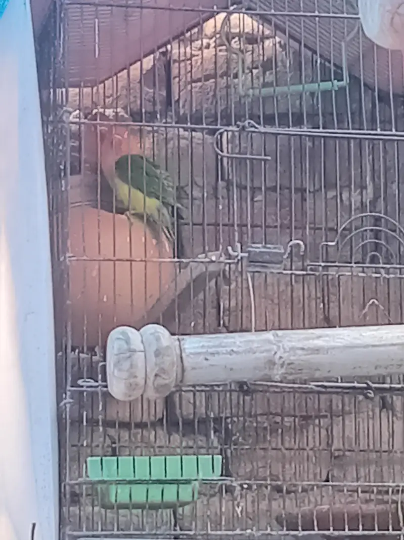 love birds — photo 4