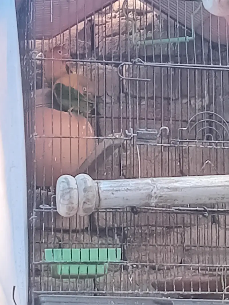 love birds — photo 5