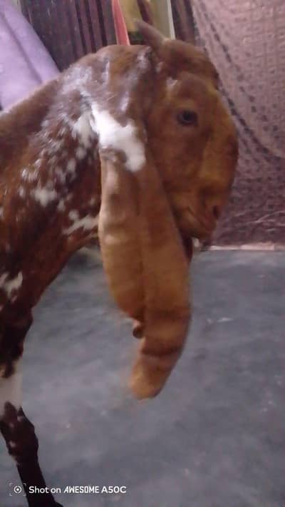 female goat