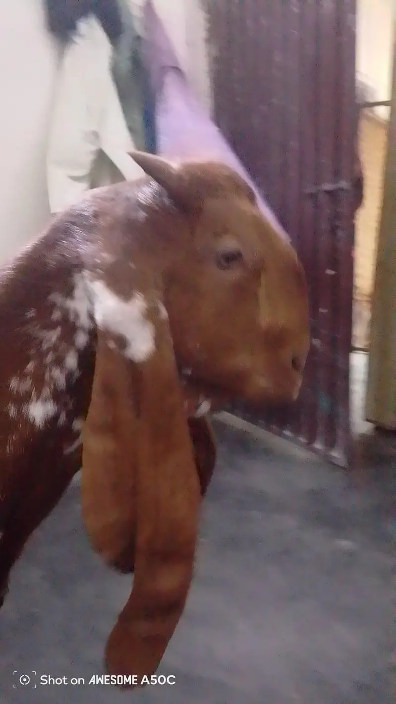 female goat — photo 2