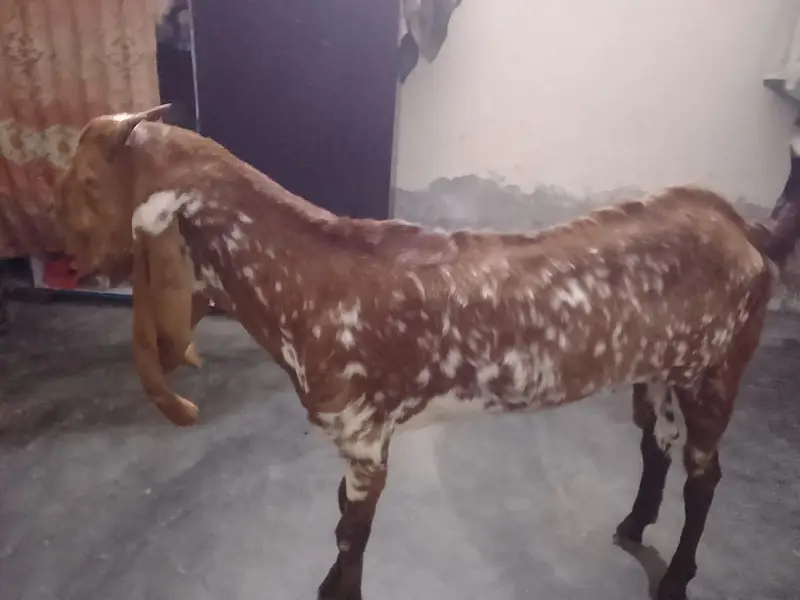 female goat — photo 3