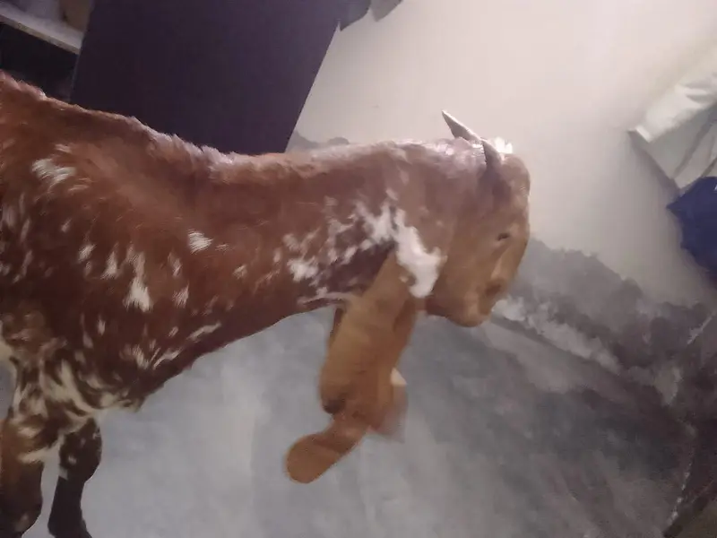 female goat — photo 4