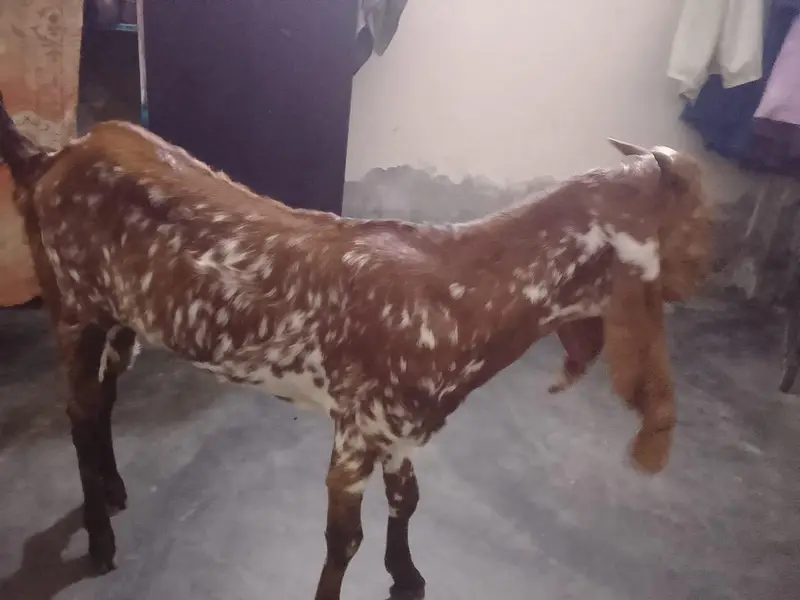 female goat — photo 5