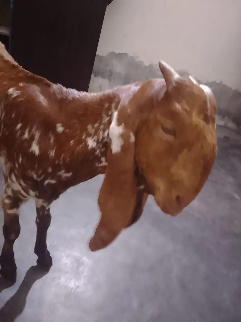 female goat — photo 6