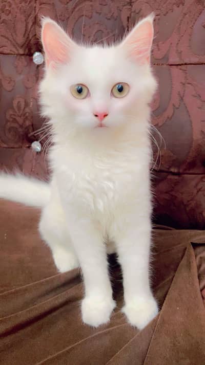 white persian