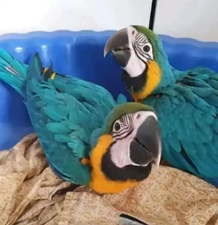 blue macaw parrot checks for sale Whatsapp number 0328-299-40-41 — photo 2