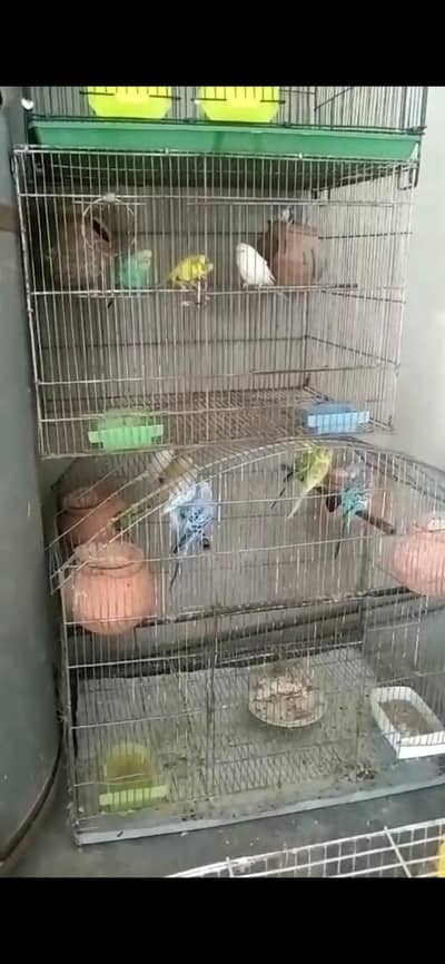 budgie parrot