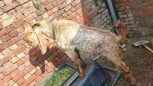 maki china top cualty breeder