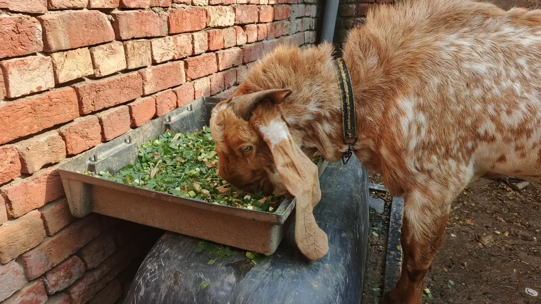 maki china top cualty breeder — photo 2
