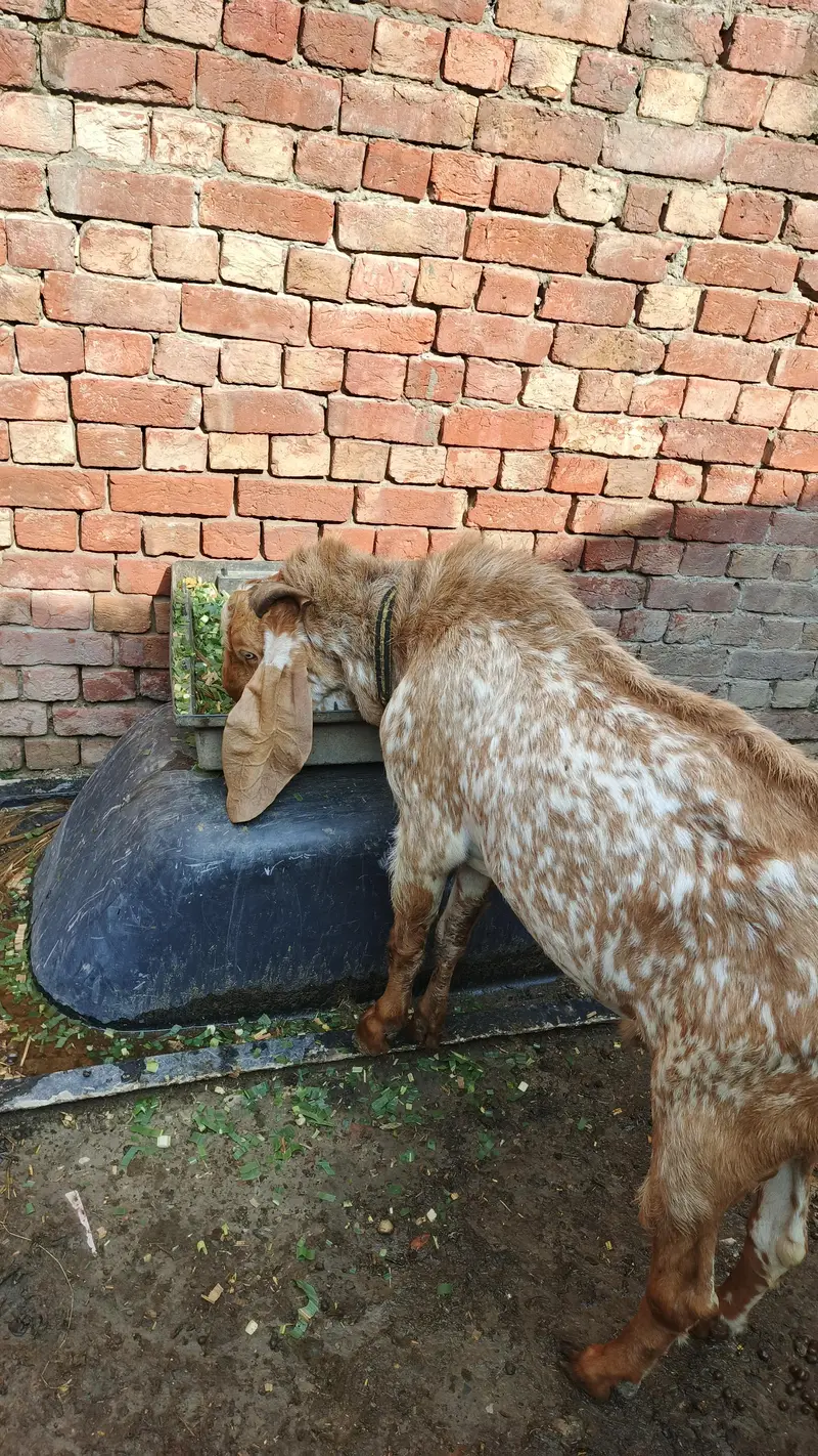 maki china top cualty breeder — photo 4
