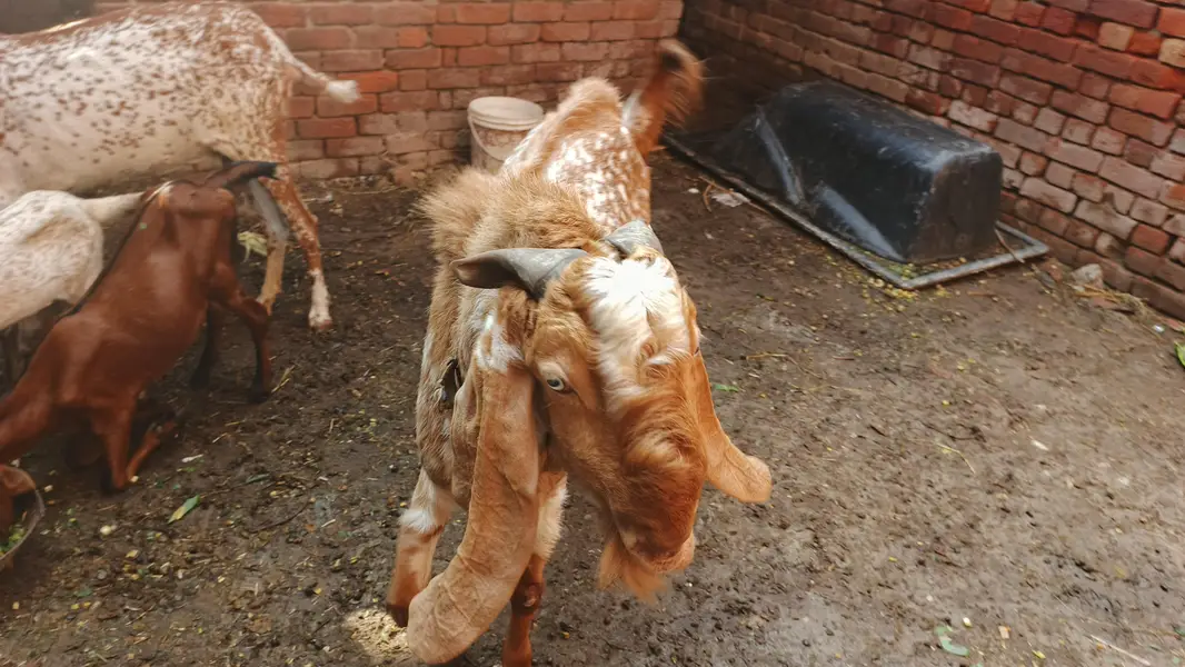maki china top cualty breeder — photo 6