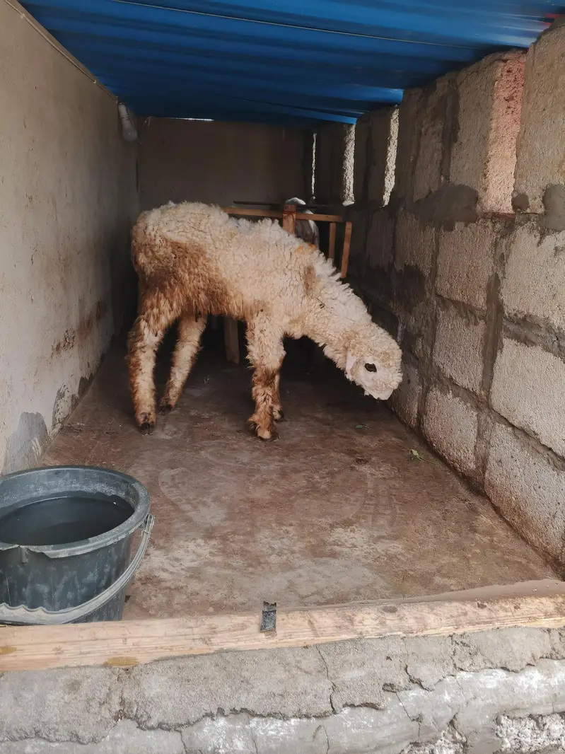 dumby 5 months urgent sale — photo 2