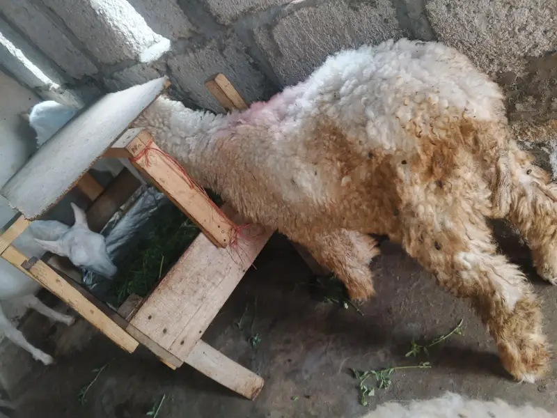 dumby 5 months urgent sale — photo 4