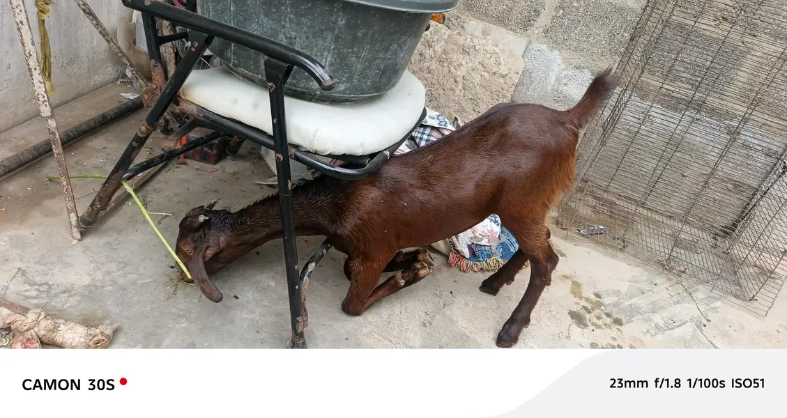 masahallha se healthy hy 03128231605 watsap — photo 2