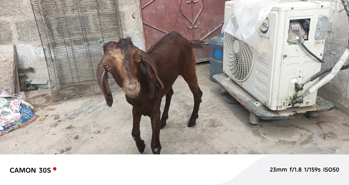 masahallha se healthy hy 03128231605 watsap — photo 3