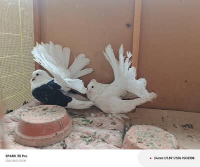 Fantail