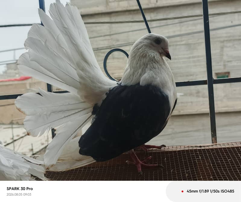 Fantail 1