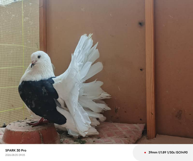 Fantail 2
