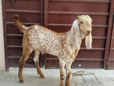 do desi bakre for sale WhatsApp=\03299224671