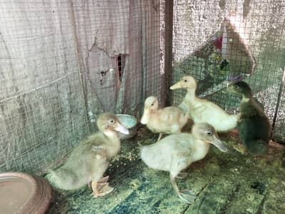 khaki cambell ducks