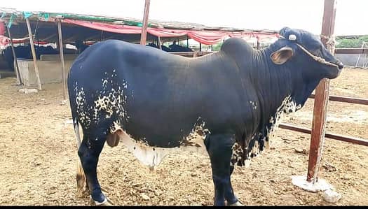 Chulistani Bull