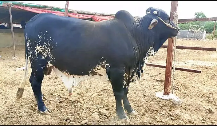 Chulistani Bull — photo 2